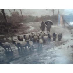Heide schapen herders ect. +/- 1900